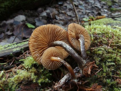 Galerina marginata MVK 20231104-17