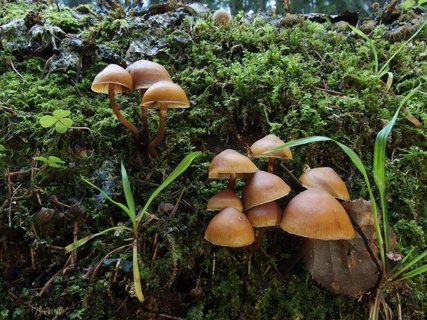 Galerina marginata MVK 20231104-02