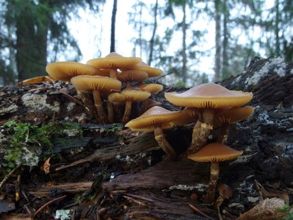 Galerina marginata MVK 20231104-06