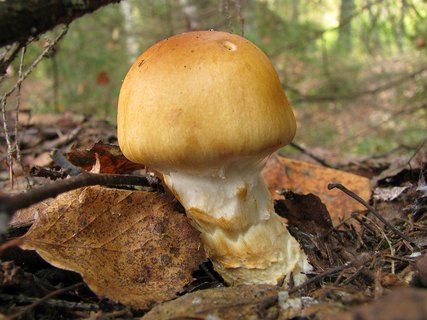 Cortinarius triumphans