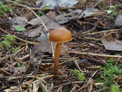Galerina marginata MVK 20231104-08