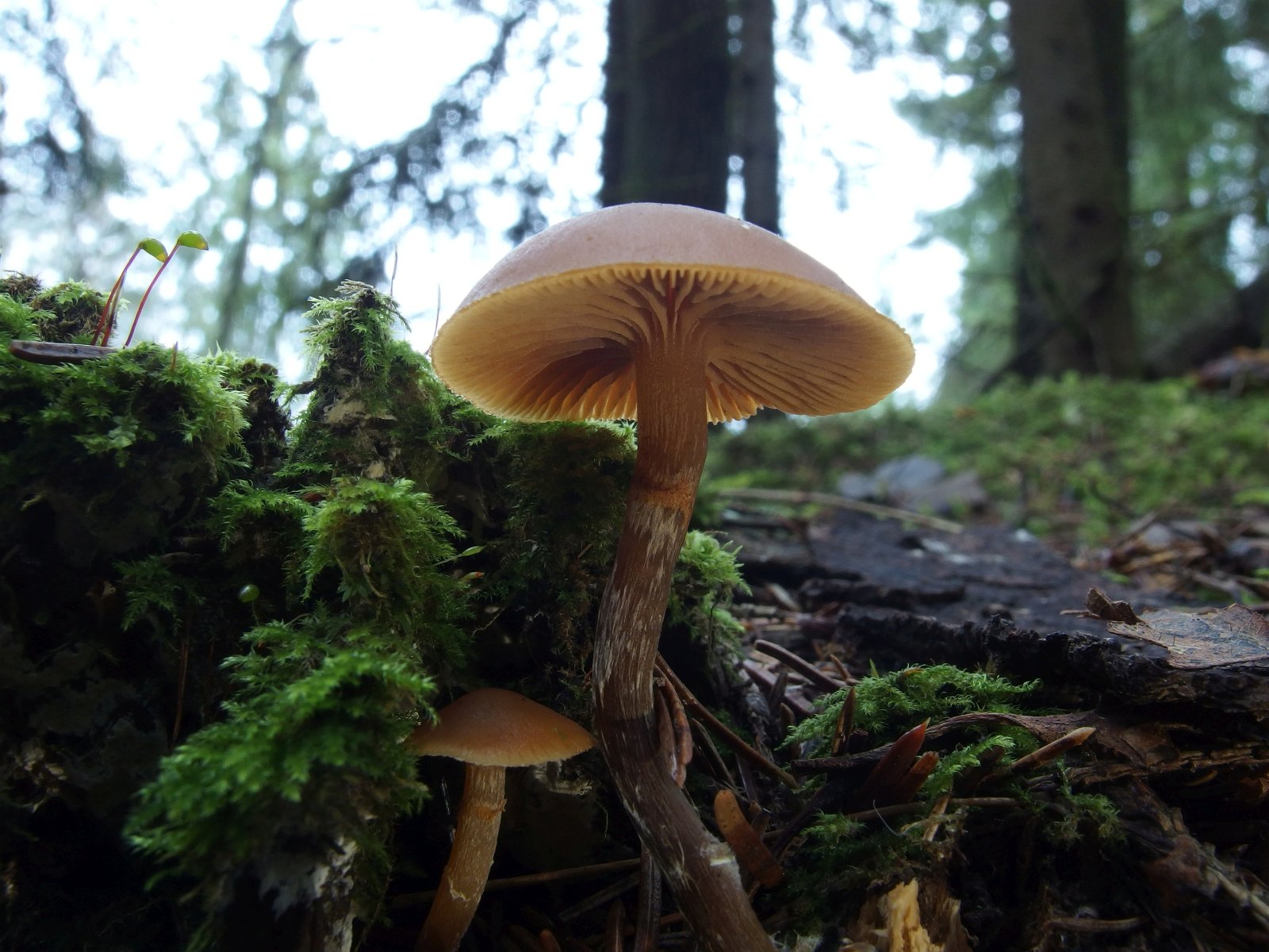 Galerina marginata MVK 20231104-09