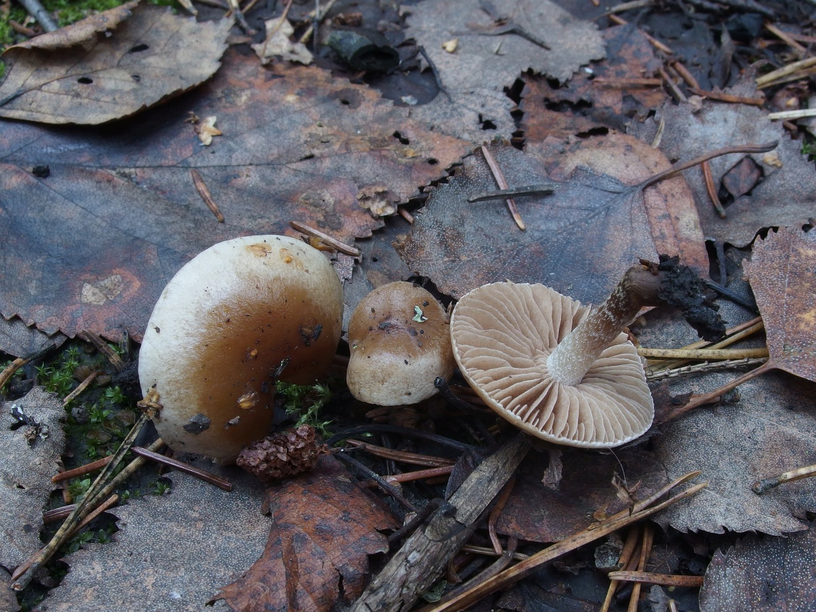 Hebeloma anthracophilum - Гебелома углелюбивая