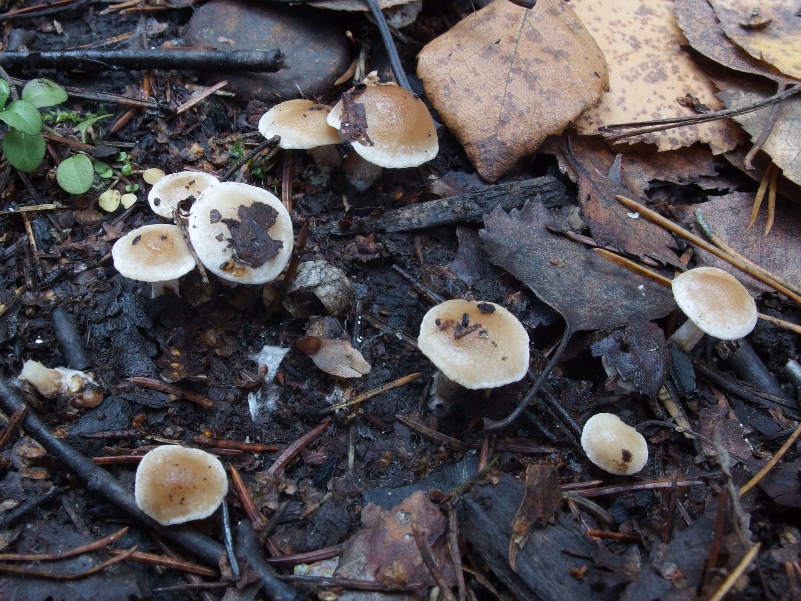 Hebeloma anthracophilum - Гебелома углелюбивая