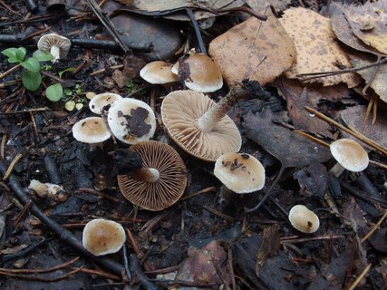 Hebeloma anthracophilum - Гебелома углелюбивая