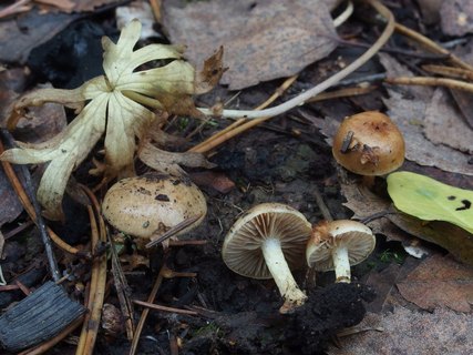 Hebeloma anthracophilum - Гебелома углелюбивая