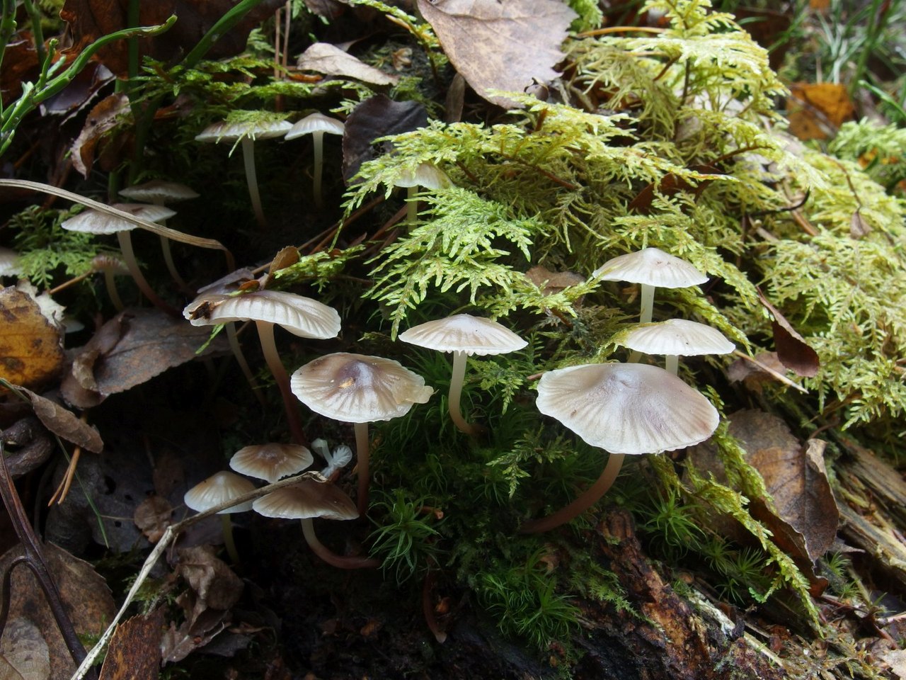 Mycena maculata