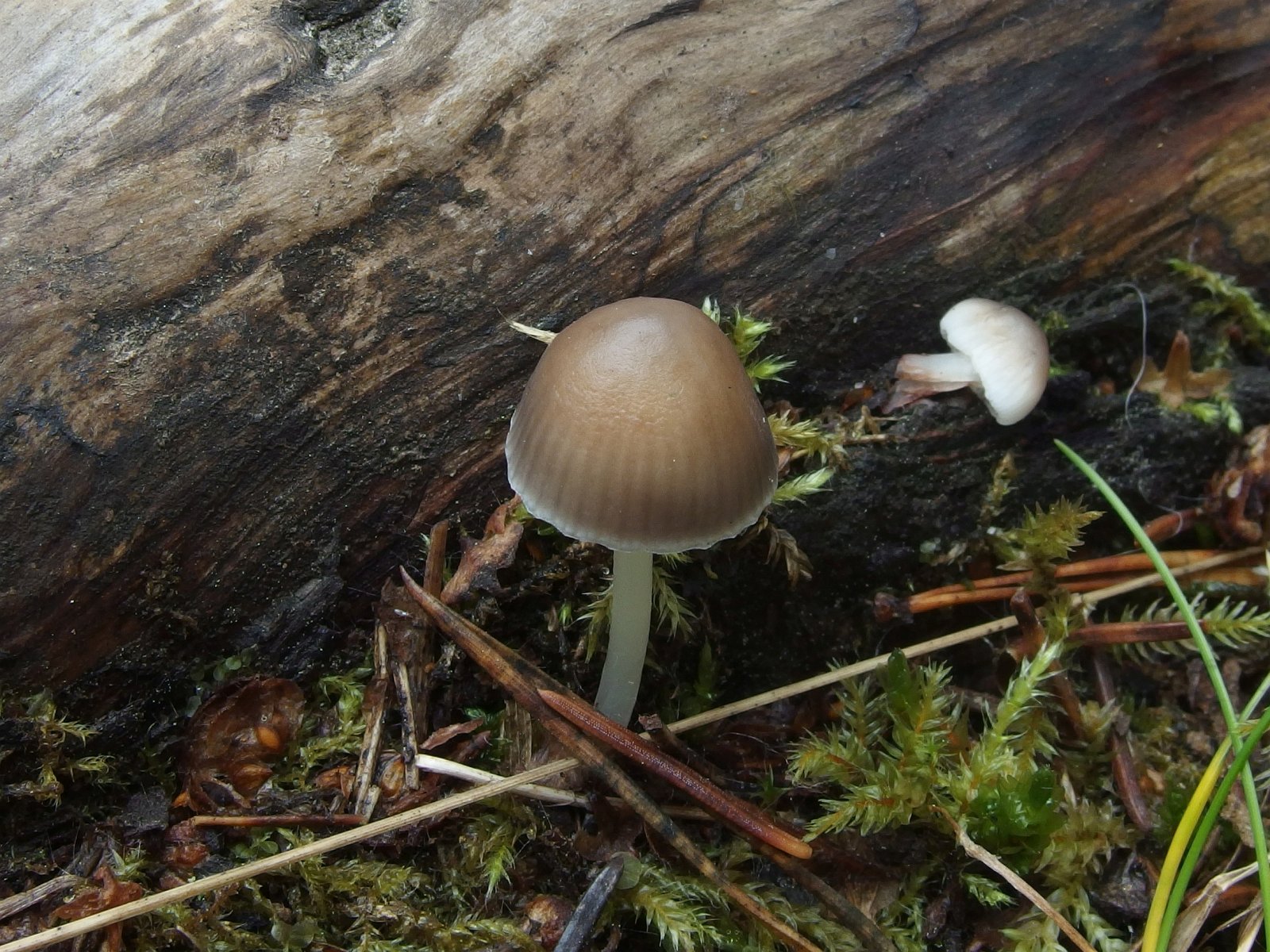 Mycena maculata - Мицена пятнистая