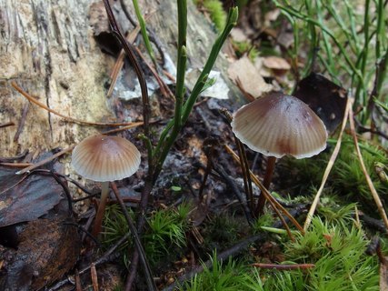 Mycena maculata - Мицена пятнистая