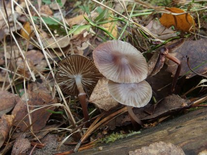 Mycena maculata - Мицена пятнистая