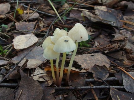 Mycena epipterygia MVK 20231104-01