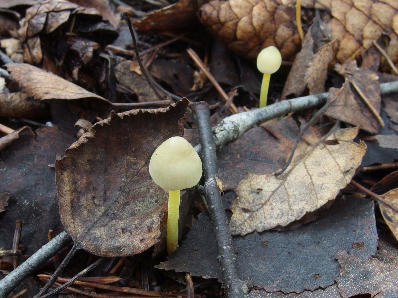 Mycena epipterygia MVK 20231104-02
