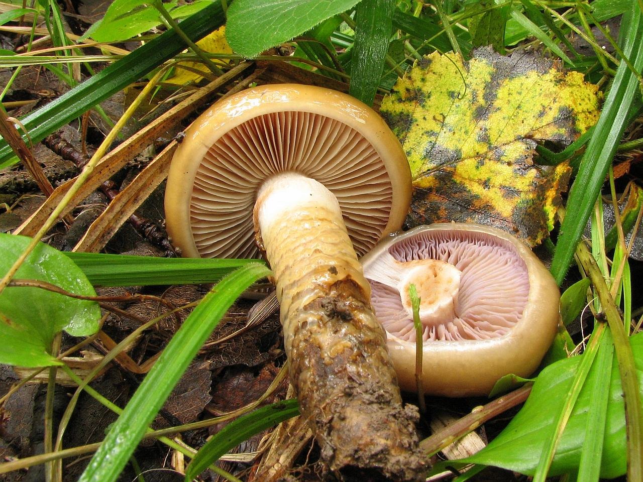 Cortinarius trivialis