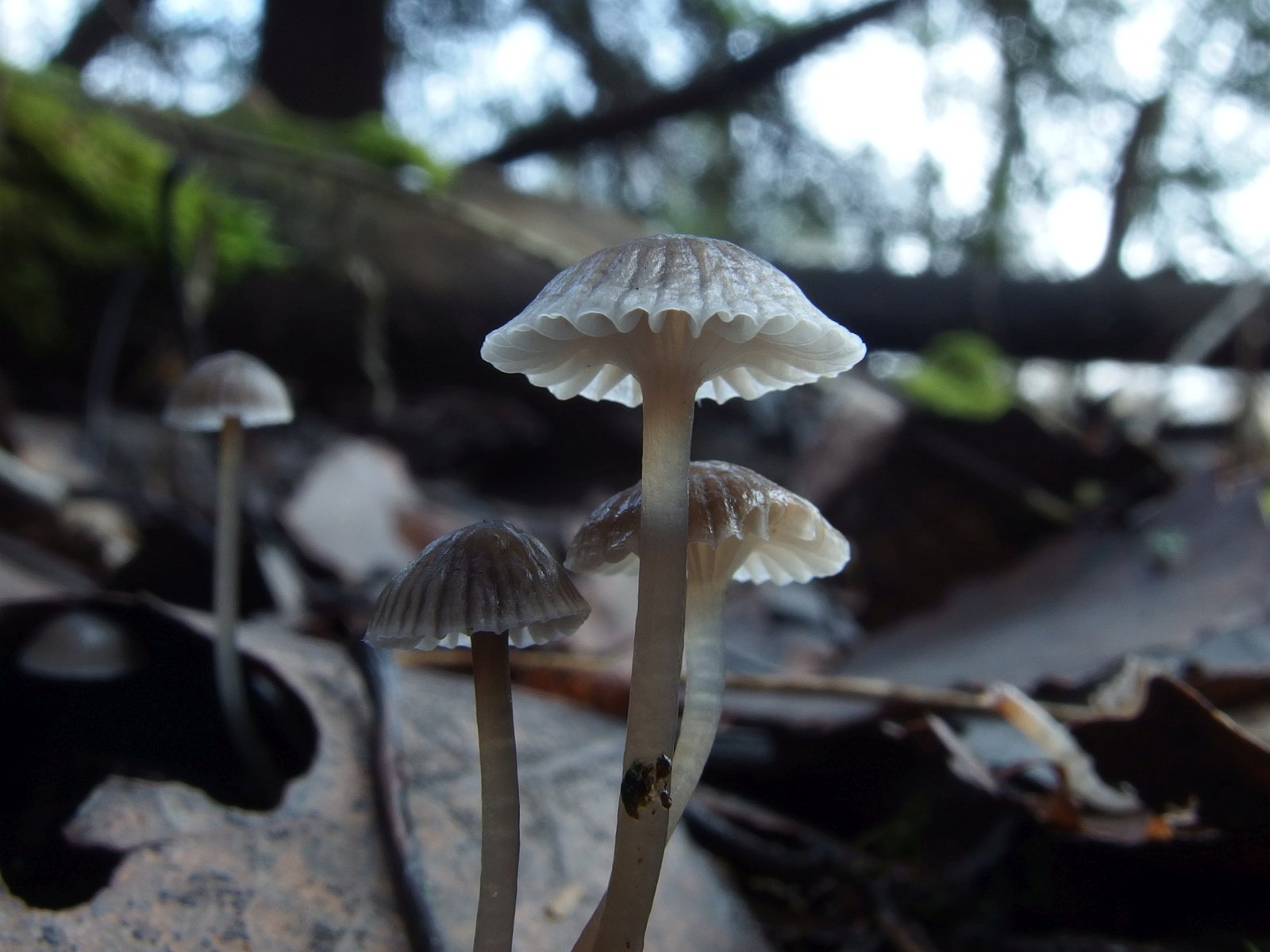 Mycena vulgaris MVK 20231104-03