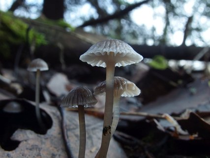 Mycena vulgaris MVK 20231104-03