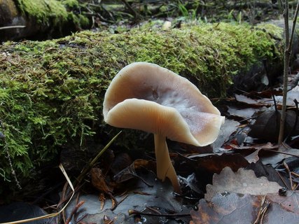Rhodocollybia butyracea MVK 20231104-05