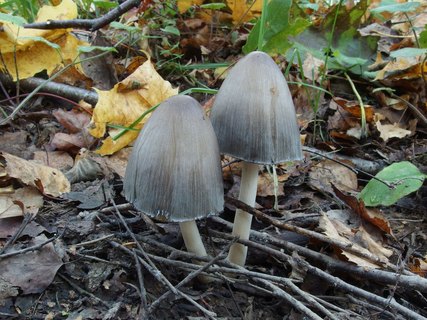 Coprinopsis atramentaria MVK 20231002-02