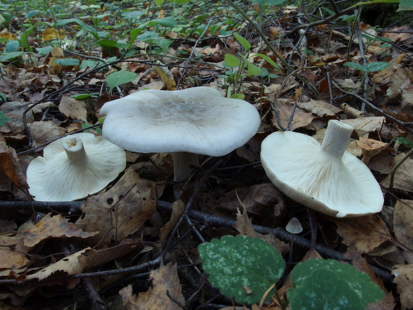 Clitocybe nebularis MVK 20231002-01