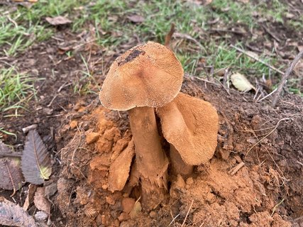 Battarrea phalloides - Баттаррея фаллусовидная