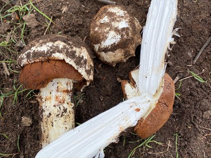 Battarrea phalloides - Баттаррея фаллусовидная