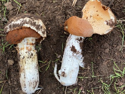 Battarrea phalloides - Баттаррея фаллусовидная