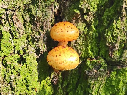 Pholiota adiposa MVK 202309298-01