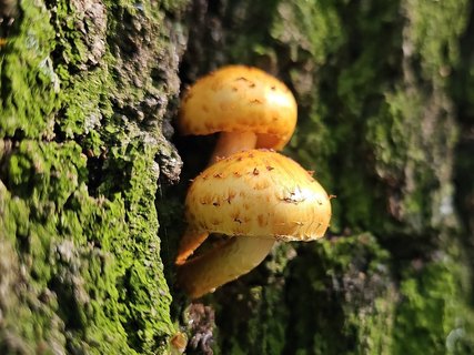 Pholiota adiposa MVK 202309298-02