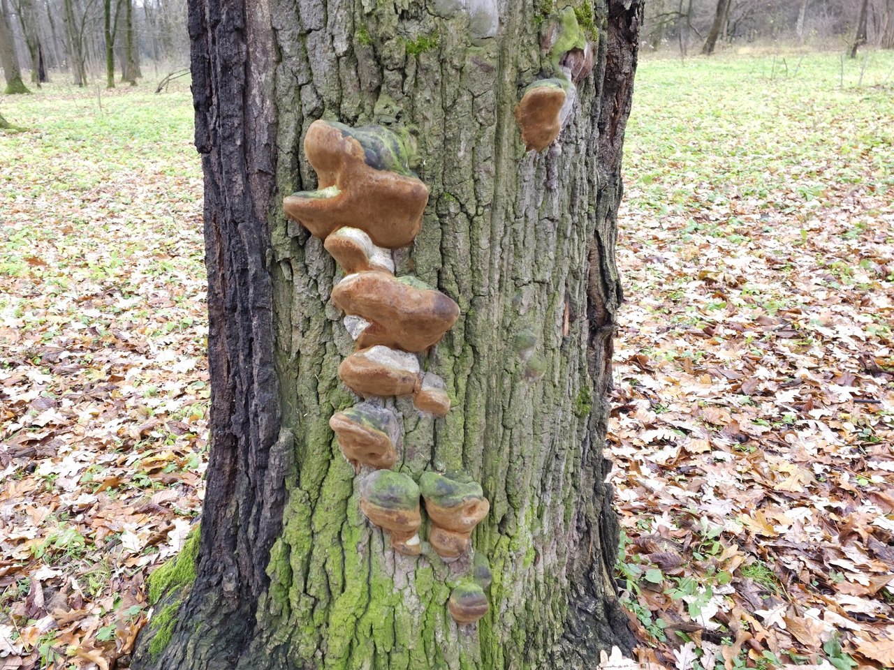 Phellinus robustus