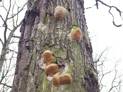 Phellinus robustus MVK 20231106-02