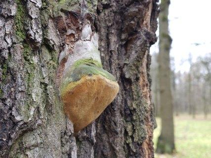 Phellinus robustus MVK 20231106-05