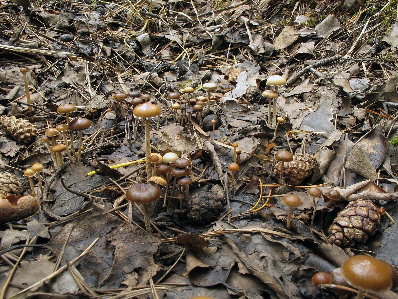 Deconica