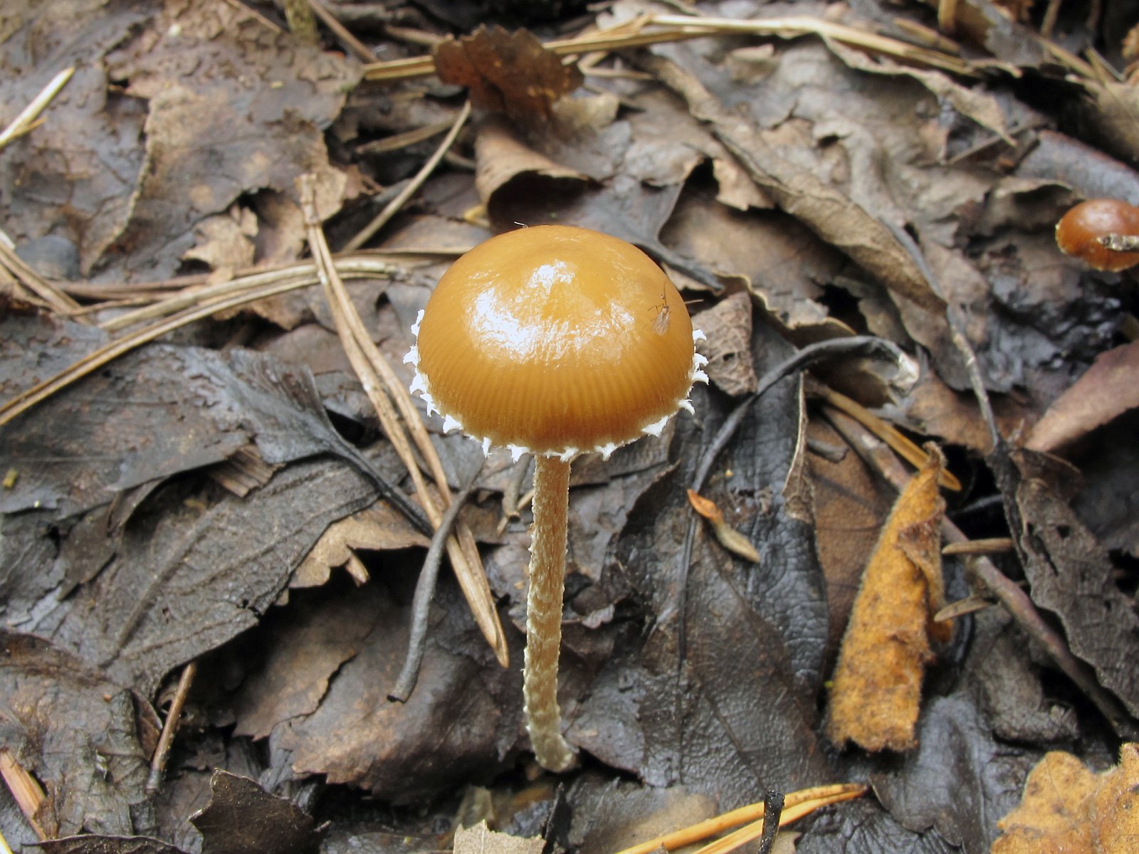 Deconica coprophila MVK 20010724-06L
