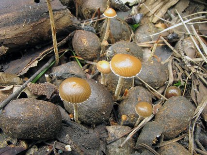 Deconica coprophila MVK 20010724-05L