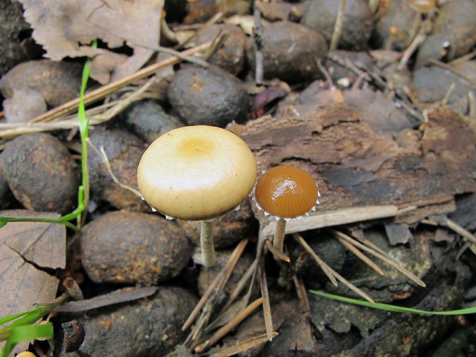 Deconica coprophila MVK 20010724-04L