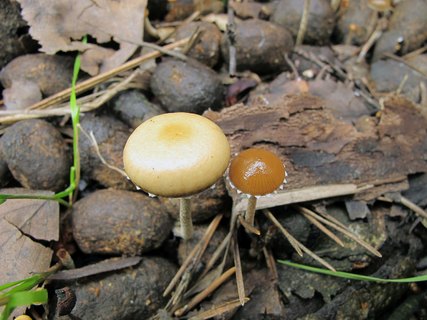 Deconica coprophila MVK 20010724-04L