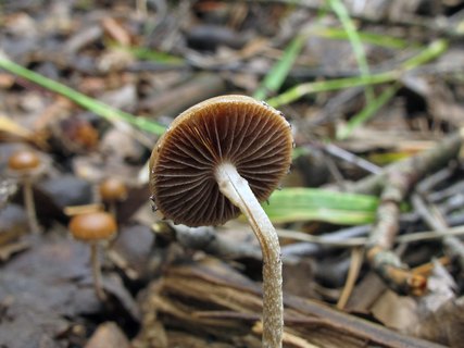 Deconica coprophila MVK 20010724-03L