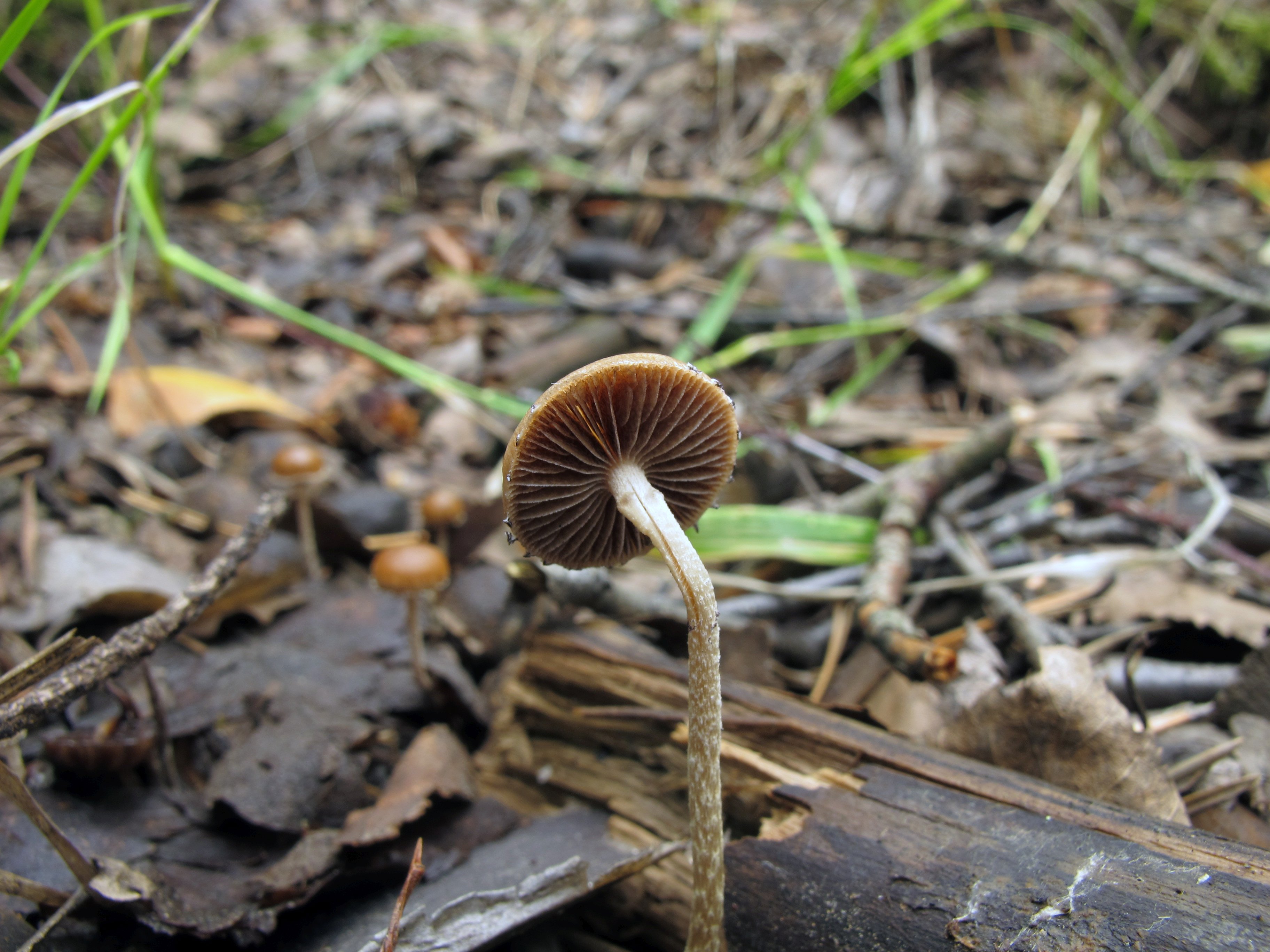 Deconica coprophila MVK 20010724-02L