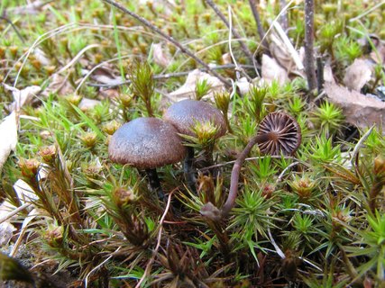 Deconica montana MVK 20060513-01L