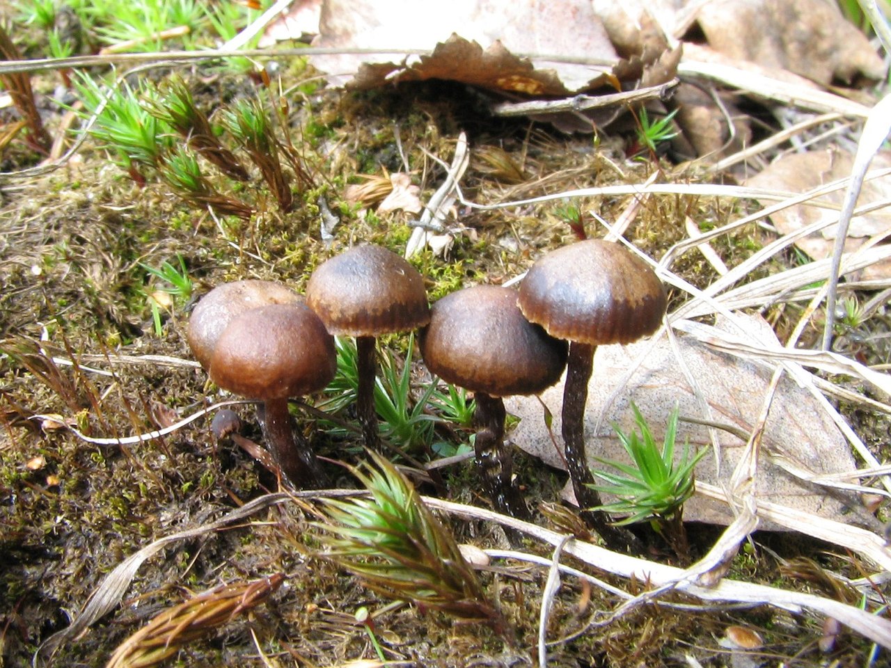 Deconica montana