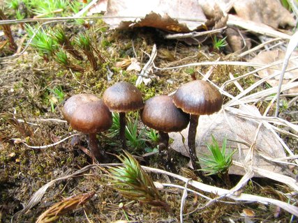 Deconica montana MVK 20060513-04L