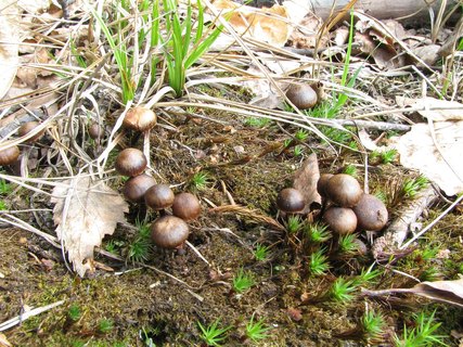 Deconica montana MVK 20060513-03L