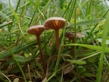 Deconica inquilina MVK 20230716-01