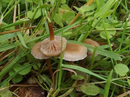 Deconica inquilina MVK 20230716-03