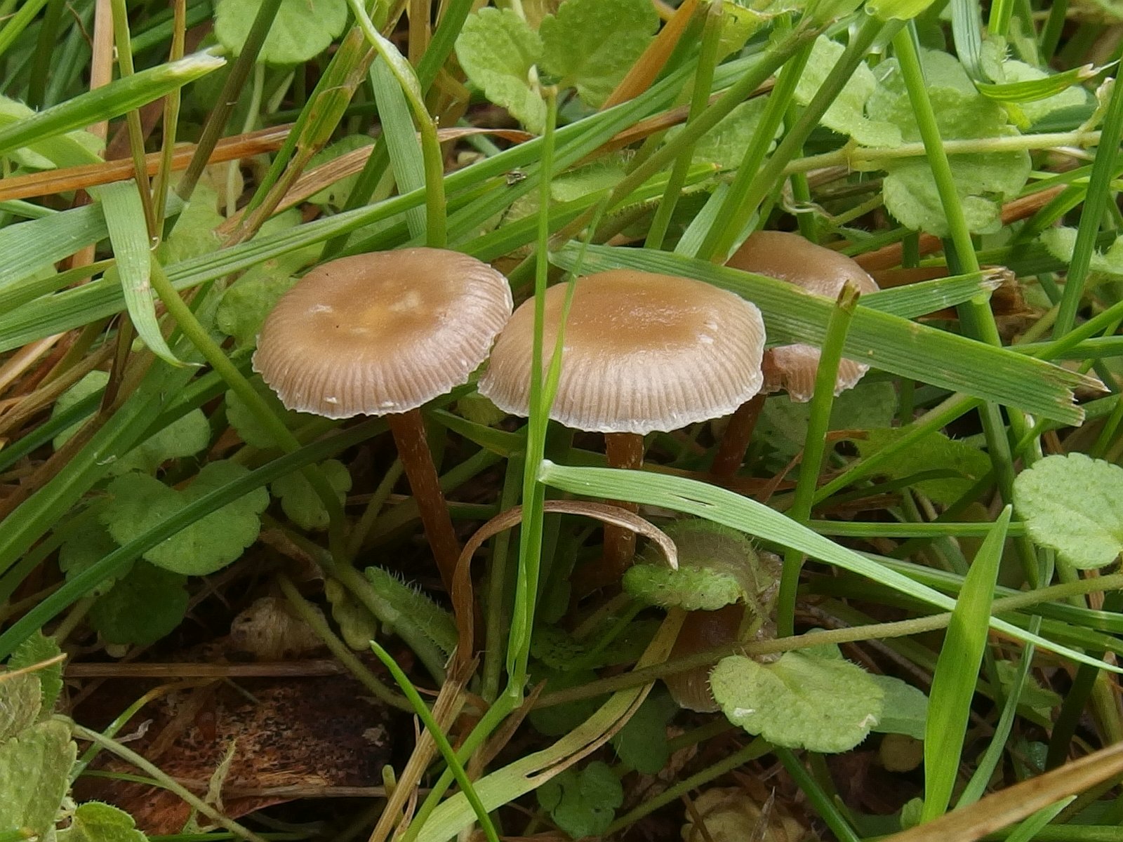 Deconica inquilina MVK 20230716-02