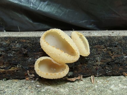 Peziza domiciliana MVK 20230902-02L