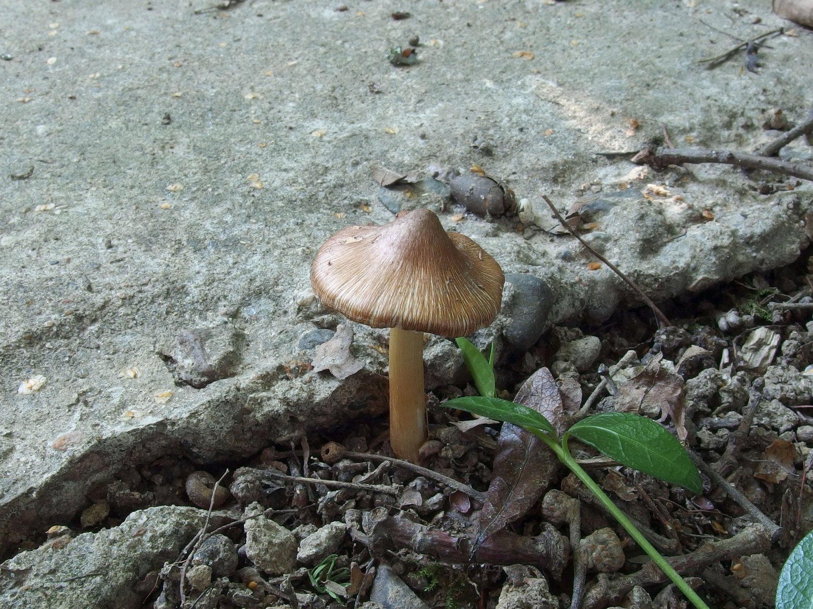 Inocybe asterospora MVK 20230805-01