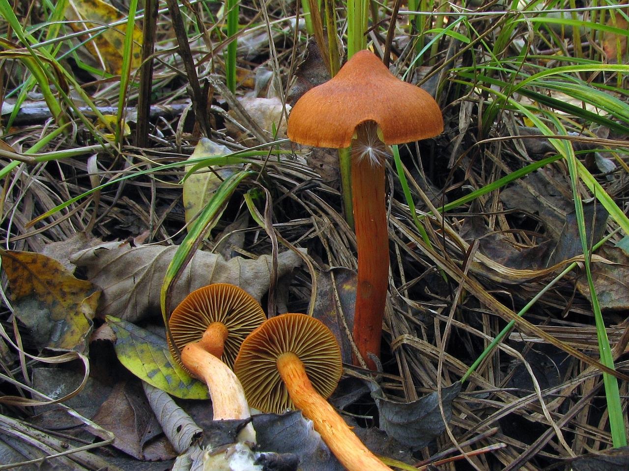 Cortinarius uliginosus