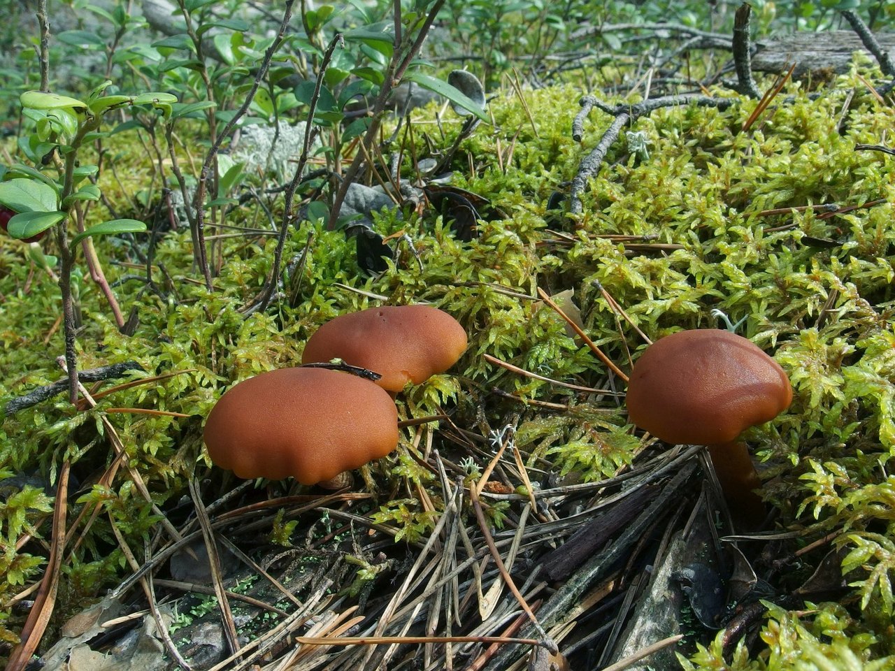 Gymnopilus liquiritiae