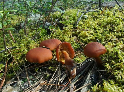 Gymnopilus liquiritiae MVK 20230823-02
