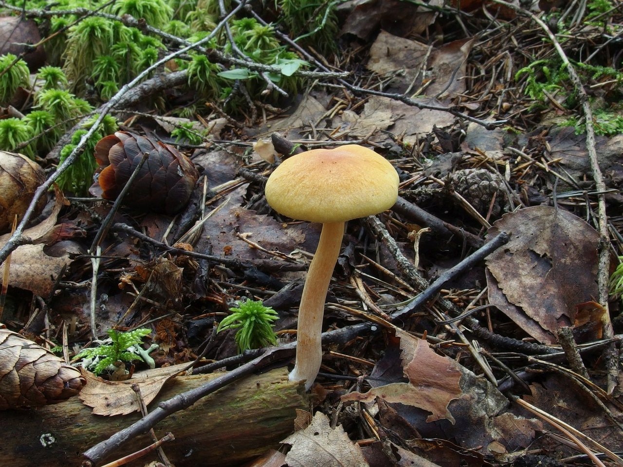 Gymnopilus stabilis
